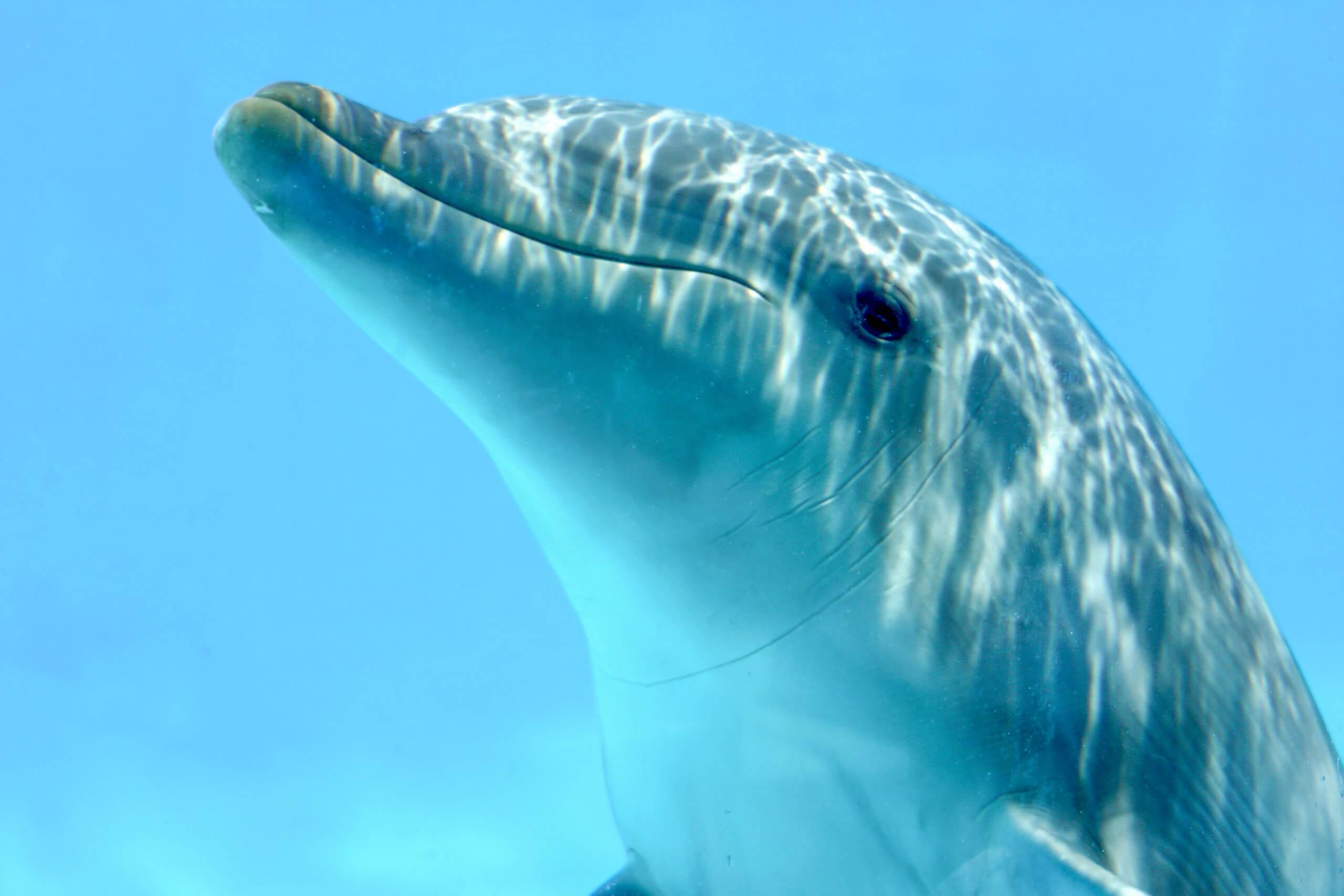 delfini-amsterdam-ollandia