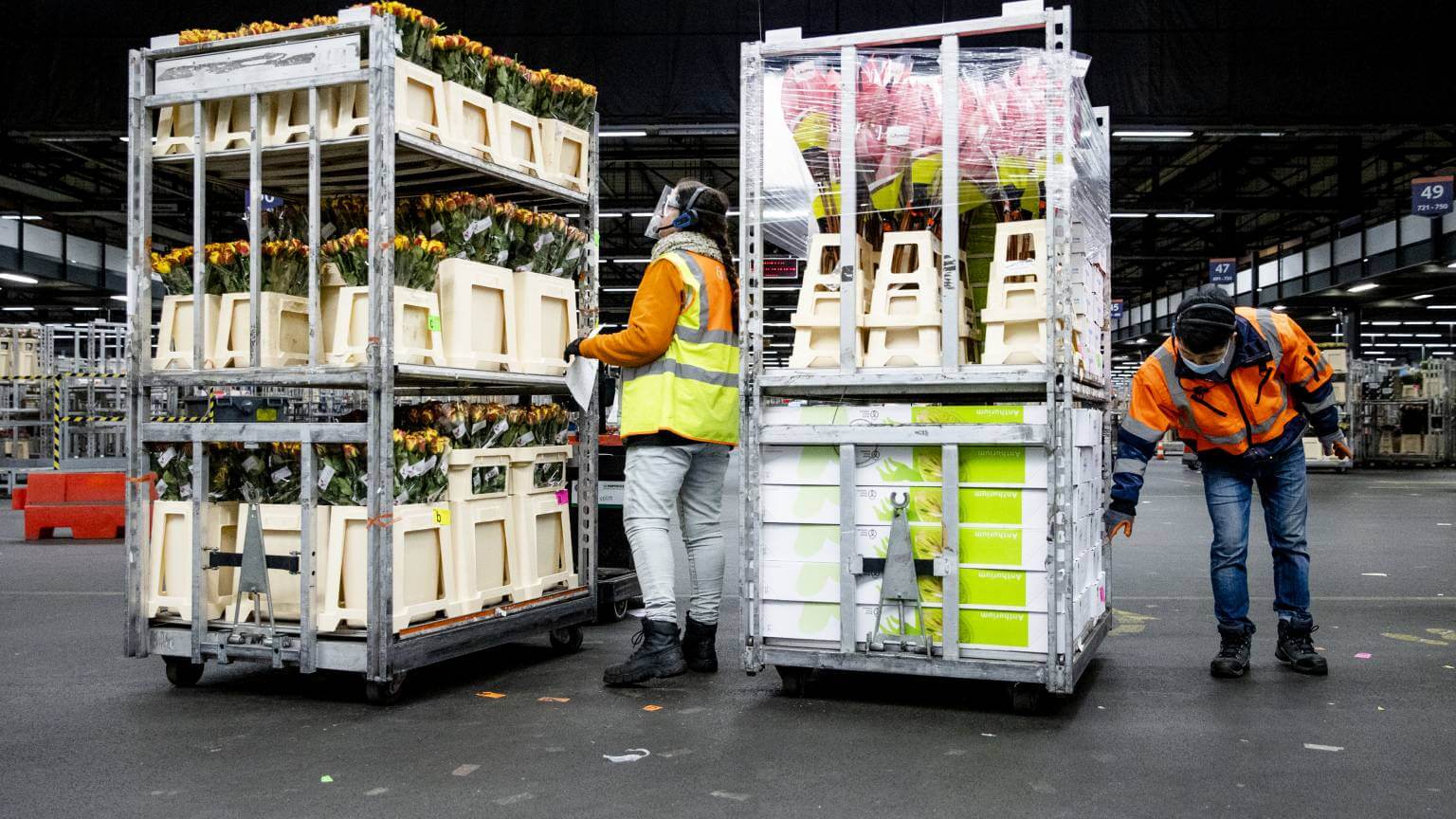 λουλούδια-εξαγωγές-ολλανδία